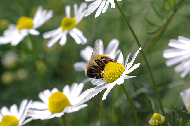 Honey bee on German chamomile - Discover the health benefits of chamomile tea in this article