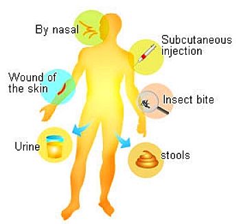 How pathogens enter the body