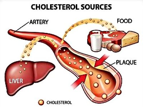 Food can be a major source of cholesterol but there is more to the story and the link between food and blood cholesterol levels is complicated.