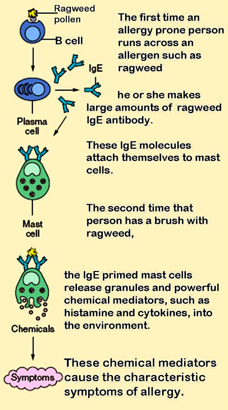 Involvement of mast cells in allergy