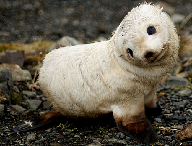 Baby animals also communicate with body language and expressions