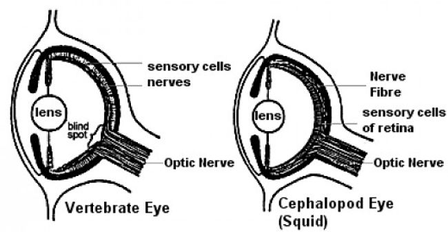 Parallel evolution produced very similar eyes in vertebrates and Cephalopods - squid and octopus