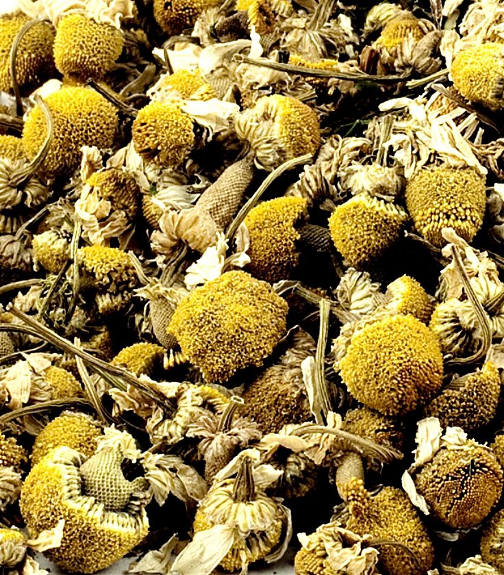 The raw ingredient for Chamomile tea and many culinary and other uses for Camomile 