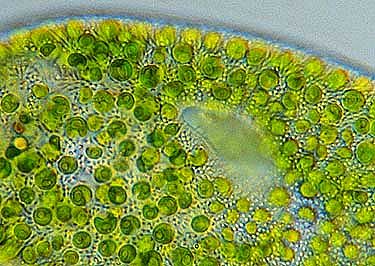 Cell wall and chloroplasts of a Chlorella Cell 