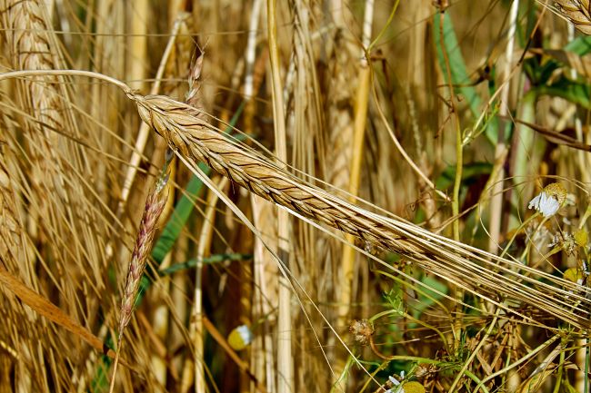 Whole grains are shown to be the best source of carbohydrate and plant protein