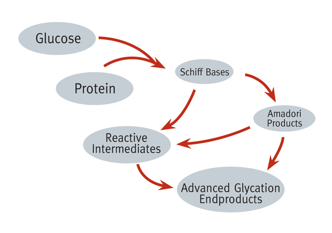 Glycotoxins form when a sugar molecule is bound to a lipid or protein molecule, ofter when food is caramelized or overcooked 