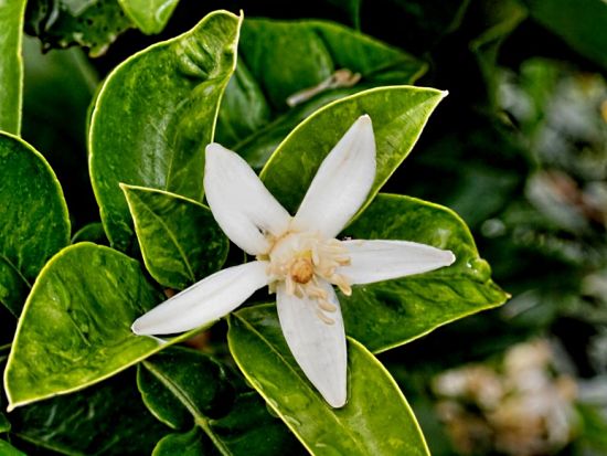 Grapefruit makes a delightful plant for an urban garden