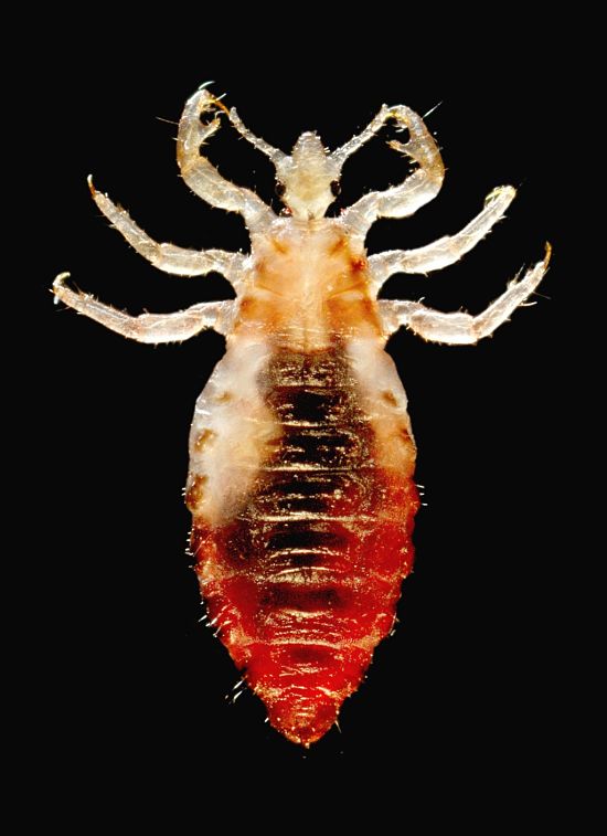Adult head lice cannot survive away from their food sources for 1-2 days. This duration is important for natural remedies