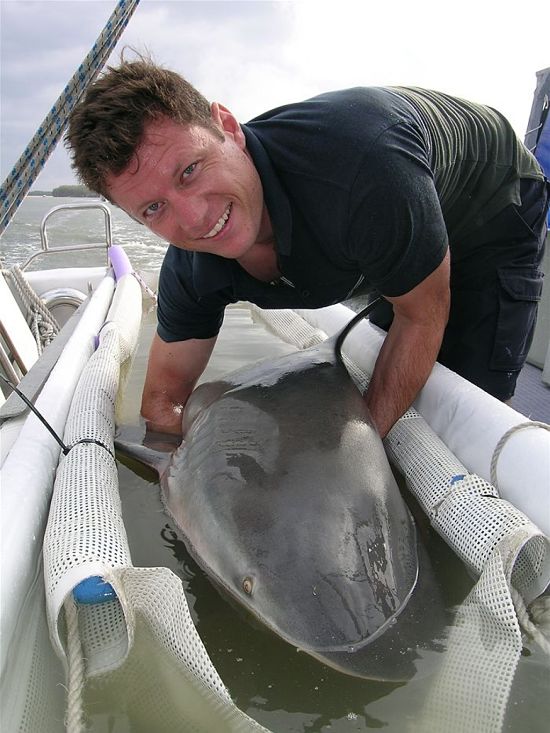 Tagged sharks showed that they cruised through popular swimming areas without being noticed. No shark attacks despite their occurrence in many popular swimming areas
