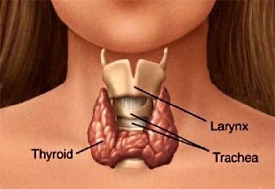 Location of the Thyroid, which can become enlarged and cause swellings in this area of the neck due to Iodine deficiencies