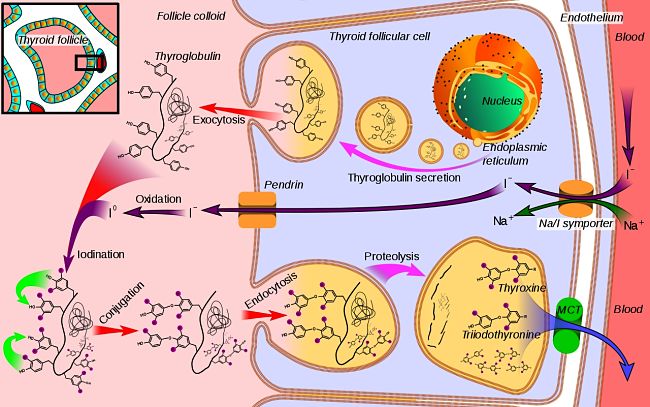 How iodine in the blood is used by the body to synthesise the thyroid hormone