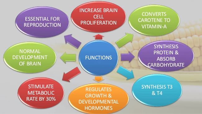 Essential Functions of iodine