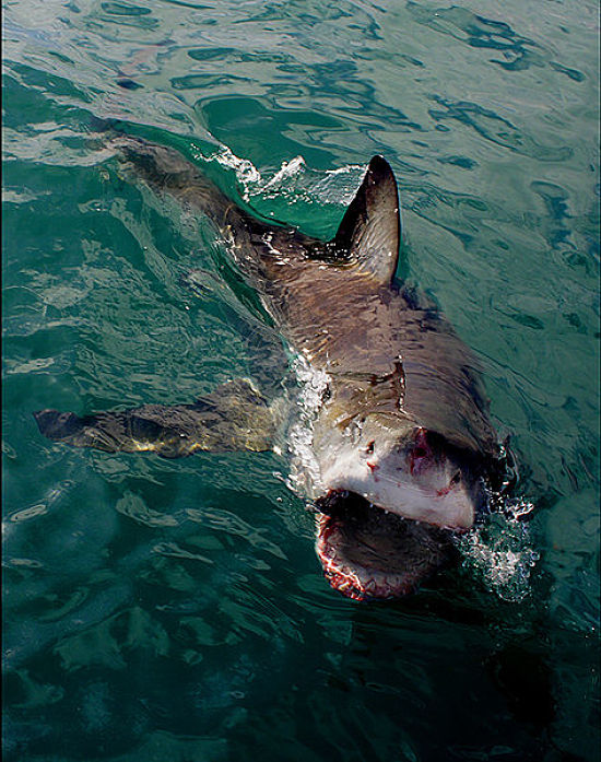 The sight surfers don't was to see. A great white shark attacking