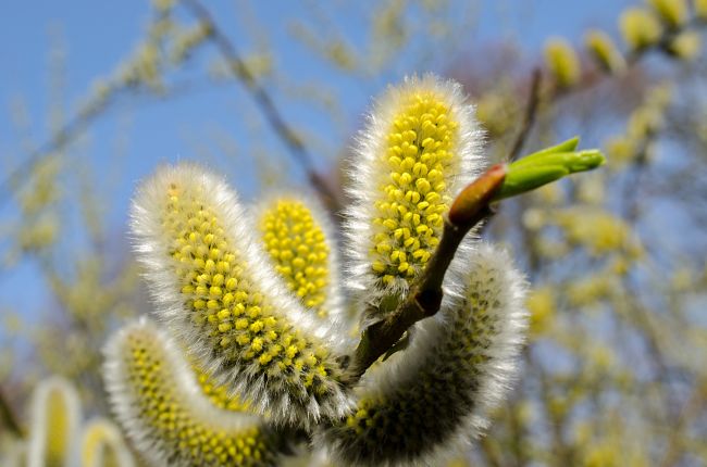 Pollens are the source of many winter allergy problems